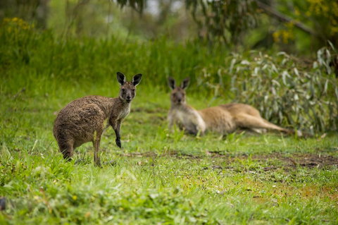The Stirling Golf Club - Accommodation Port Macquarie 2