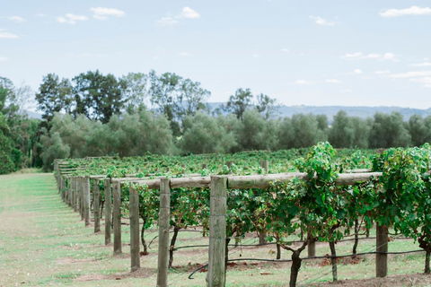 Tranquil Vale Vineyard - Accommodation Port Macquarie 2