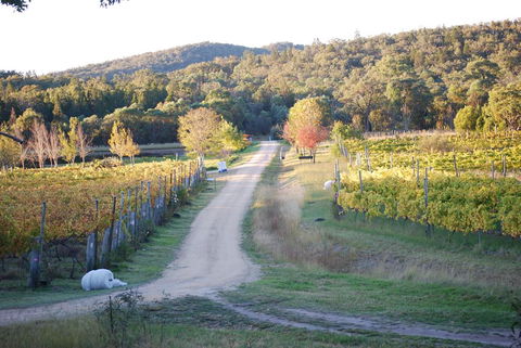 Twisted Gum Vineyard Cottage - Accommodation Port Macquarie 1