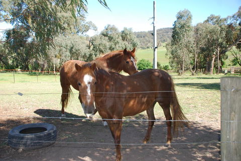 Bluegum Ridge Cottages - Accommodation Port Macquarie 34