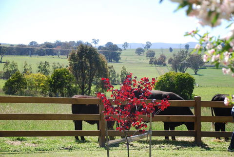 Bluegum Ridge Cottages - Accommodation Port Macquarie 33
