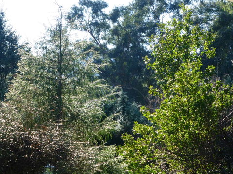 Alpine Aspects - Accommodation Port Macquarie 8