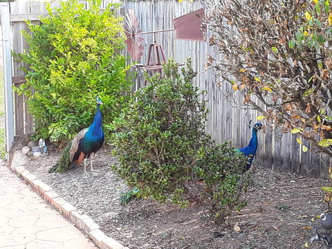 The Peacocks Nest - Accommodation Port Macquarie 42