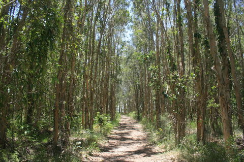 Lake Weyba Noosa Lodge & Kangaroos - Accommodation Port Macquarie 39