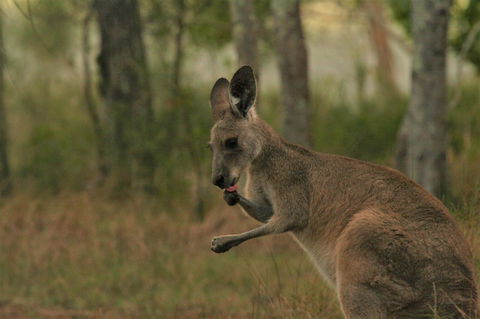 Lake Weyba Noosa Lodge & Kangaroos - Accommodation Port Macquarie 43