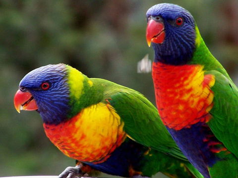 Lake Weyba Noosa Lodge & Kangaroos - Accommodation Port Macquarie 12