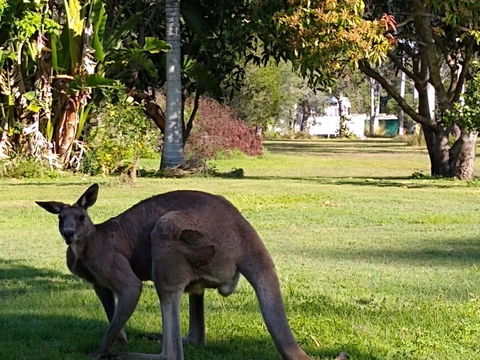 Lake Weyba Noosa Lodge & Kangaroos - Accommodation Port Macquarie 24