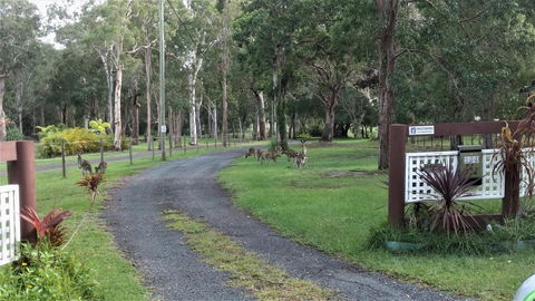 Lake Weyba Noosa Lodge & Kangaroos - Accommodation Port Macquarie 42