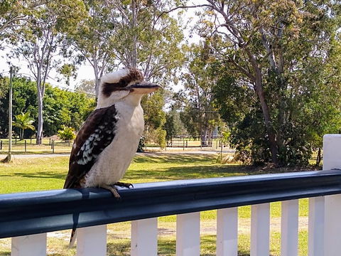Lake Weyba Noosa Lodge & Kangaroos - Accommodation Port Macquarie 18