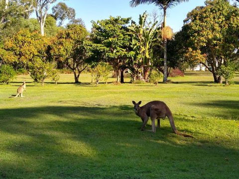 Lake Weyba Noosa Lodge & Kangaroos - Accommodation Port Macquarie 8