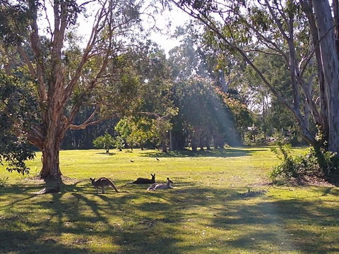 Lake Weyba Noosa Lodge & Kangaroos - Accommodation Port Macquarie 4