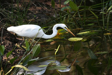 Lake Weyba Noosa Lodge & Kangaroos - Accommodation Port Macquarie 33