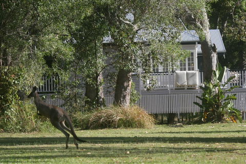 Lake Weyba Noosa Lodge & Kangaroos - Accommodation Port Macquarie 31