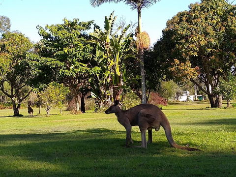 Lake Weyba Noosa Lodge & Kangaroos - Accommodation Port Macquarie 35