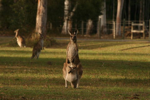 Lake Weyba Noosa Lodge & Kangaroos - Accommodation Port Macquarie 16