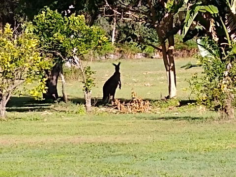Lake Weyba Noosa Lodge & Kangaroos - Accommodation Port Macquarie 29