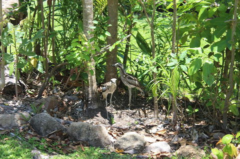 Amaroo On Mandalay, Magnetic Island - Accommodation Port Macquarie 40
