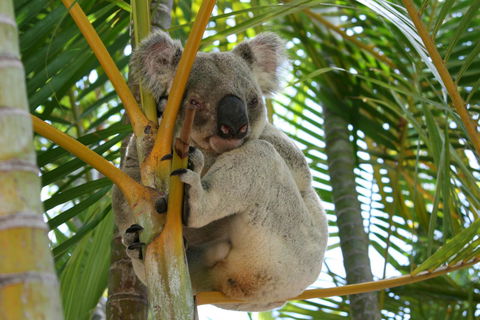 Amaroo On Mandalay, Magnetic Island - Accommodation Port Macquarie 44
