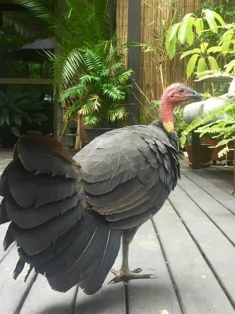 Noosa Hinterland Retreat - Accommodation Port Macquarie 9