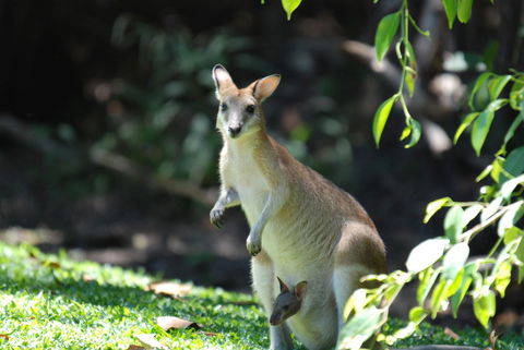 Sanctuary Palm Cove - Accommodation Port Macquarie 6