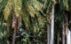Oaks Port Douglas Resort - thumb 40