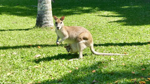 Argosy On The Beach - Accommodation Port Macquarie 14