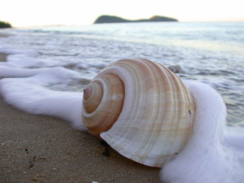 Argosy On The Beach - Accommodation Port Macquarie 18