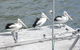 Gaia On Bribie Island - thumb 40