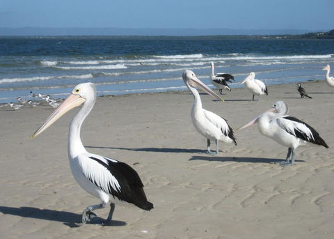 Fairways Golf & Beach Retreat Bribie Island - Accommodation Port Macquarie 3