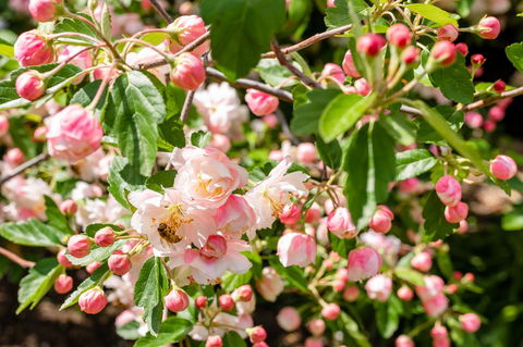 Apple Blossom Cottages - Accommodation Port Macquarie 3