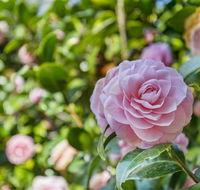 Wentworth Rose - Accommodation Port Macquarie