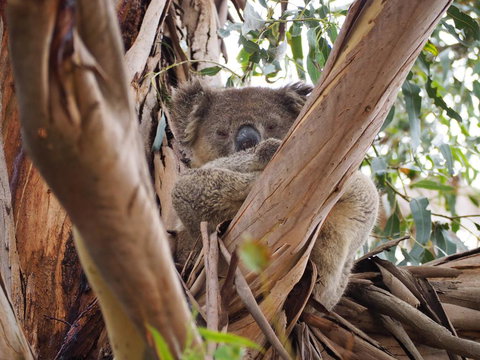 WHITE SHELLS HOLIDAY RENTAL - Accommodation Port Macquarie 1