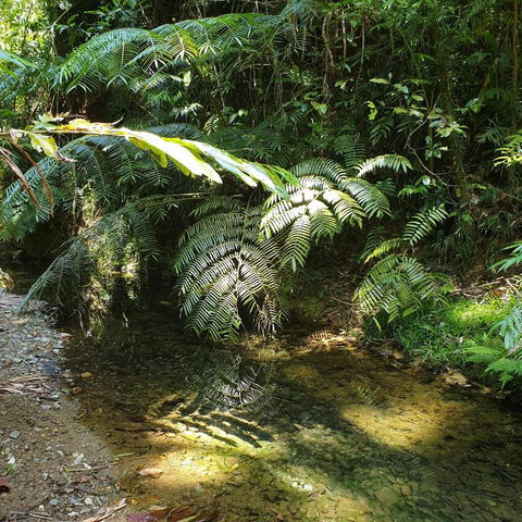 A Daintree Garden - Accommodation Port Macquarie 4
