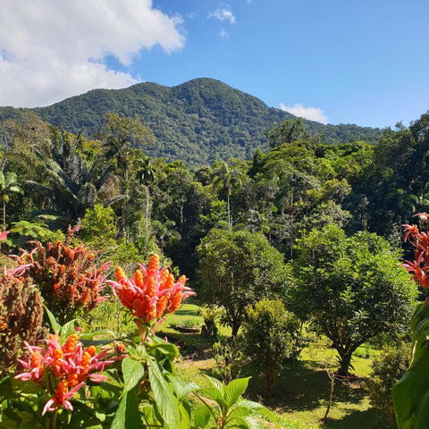 A Daintree Garden - Accommodation Port Macquarie 2