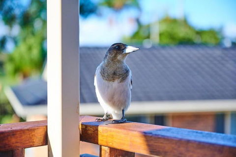 A Kids Dream & Paradise For Parents - Accommodation Port Macquarie 2