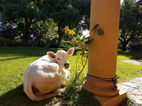 AL RU Farm - Accommodation Port Macquarie 3
