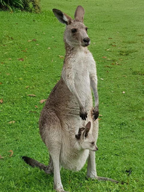 At Melaleuca 3 - Accommodation Port Macquarie 3