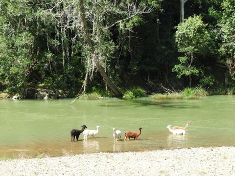 Avalon River Retreat - 400 Acre Riverside Oasis - Accommodation Port Macquarie 4