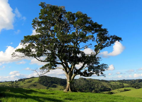 Maleny Springs Farm - Accommodation Port Macquarie 32