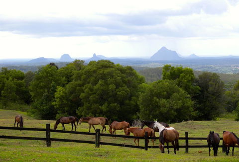 Maleny Springs Farm - Accommodation Port Macquarie 39