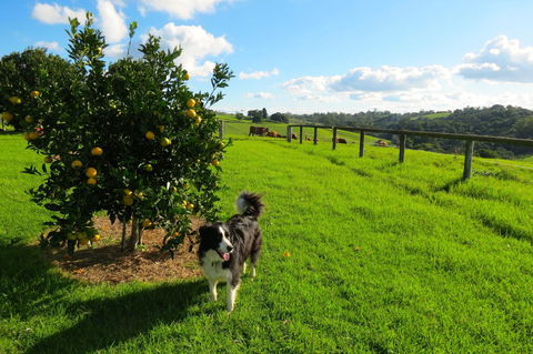 Maleny Springs Farm - Accommodation Port Macquarie 31