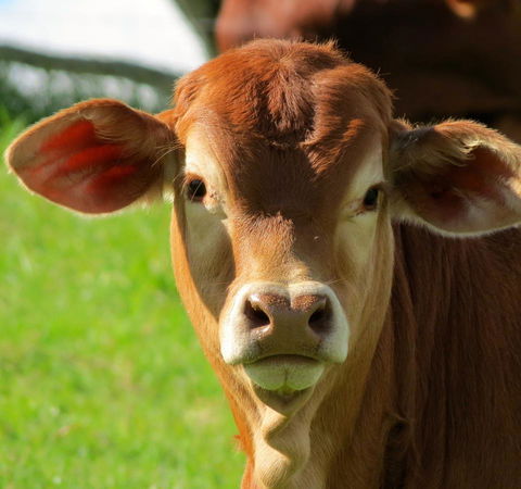 Maleny Springs Farm - Accommodation Port Macquarie 9