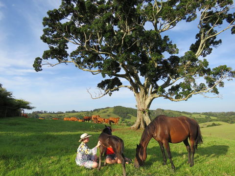 Maleny Springs Farm - Accommodation Port Macquarie 5