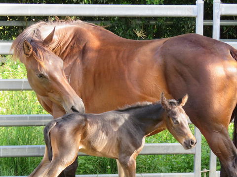 Maleny Springs Farm - Accommodation Port Macquarie 18