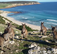 Waves  Wildlife Cottages Kangaroo Island - Accommodation Port Macquarie