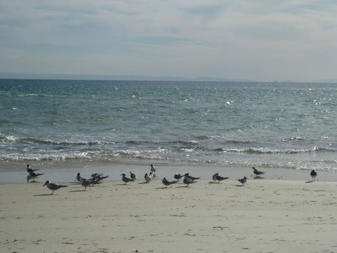 Beachfront Holiday Apartment To Rent For Short And Long Stays - Accommodation Port Macquarie 30