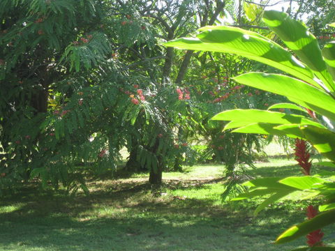 Magnetic Island Bed And Breakfast - Accommodation Port Macquarie 36