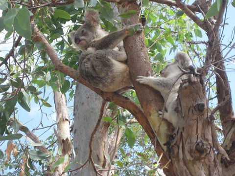 Magnetic Island Bed And Breakfast - Accommodation Port Macquarie 17