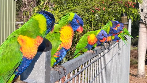 Magnetic Island Bed And Breakfast - Accommodation Port Macquarie 6