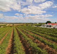 1837 Barossa Luxury Vineyard Cottages - Accommodation Port Macquarie